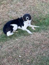 Lost Female Dog last seen Ford Creek, Bob Jobe Rd. Interstate 26, Johnson City, TN 37615