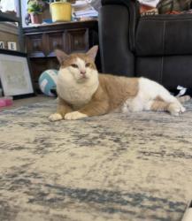 Lost Male Cat last seen Near sonny drive near Leander public library, Leander, TX 78641
