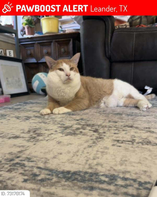 Lost Male Cat last seen Near sonny drive near Leander public library, Leander, TX 78641