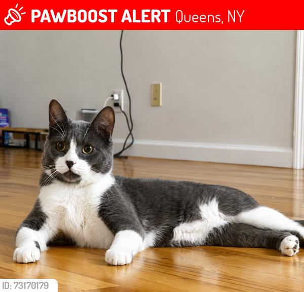 Lost Male Cat last seen Near st towards the park, Queens, NY 11356