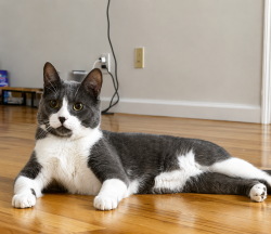 Lost Male Cat last seen Near st towards the park, Queens, NY 11356
