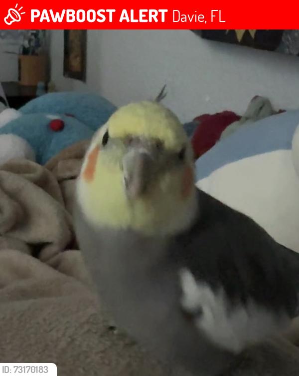 Lost Male Bird last seen Flying over my neighborhood!! Tuscany, Davie, FL 33325