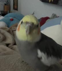 Lost Male Bird last seen Flying over my neighborhood!! Tuscany, Davie, FL 33325