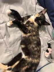 Lost Female Cat last seen Valley dr and Arlington ave, Riverside, CA 92505