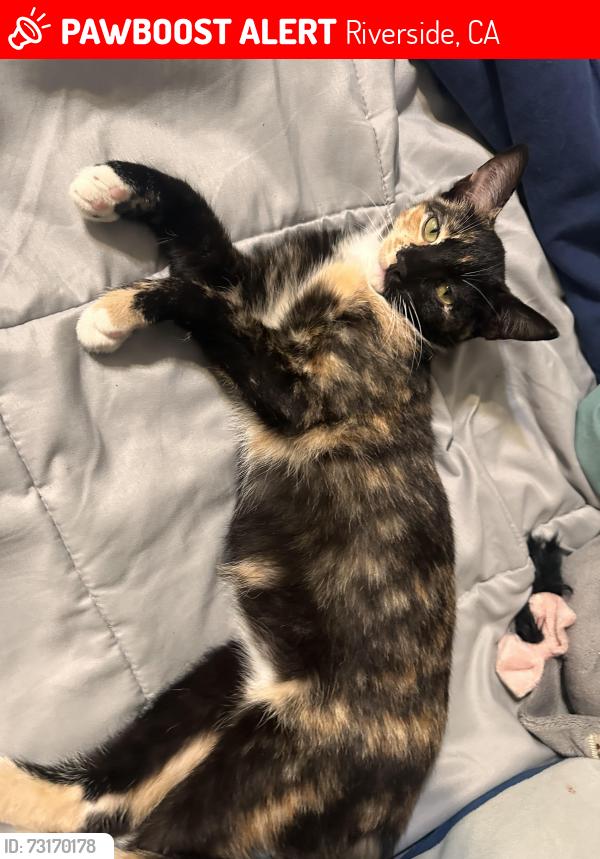 Lost Female Cat last seen Valley dr and Arlington ave, Riverside, CA 92505