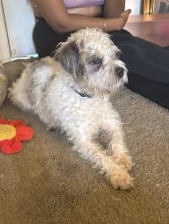 Found/Stray Male Dog last seen My back yard on my patio, Temple Hills, MD 20748