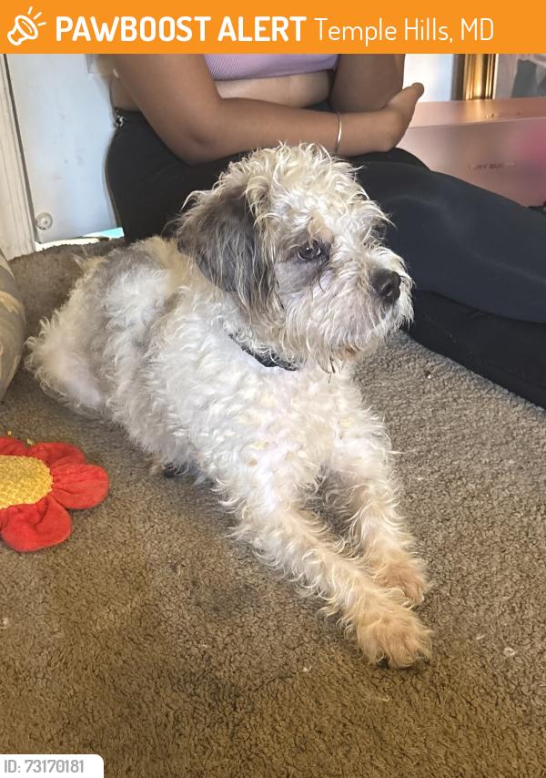Found/Stray Male Dog last seen My back yard on my patio, Temple Hills, MD 20748