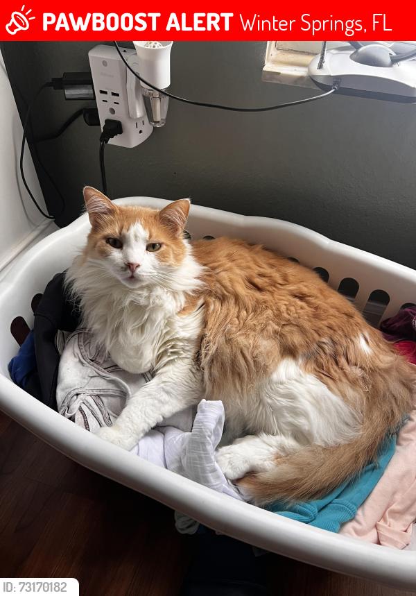 Lost Male Cat last seen Dolphin Rd and Green Spring Circle, Winter Springs, FL 32708