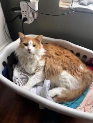 Lost Male Cat last seen Dolphin Rd and Green Spring Circle, Winter Springs, FL 32708