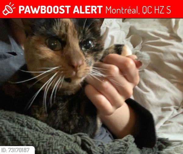 Lost Female Cat last seen Fraser & Westwood, Montréal, QC H8Z 2S5