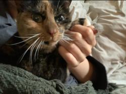 Lost Female Cat last seen Fraser & Westwood, Montréal, QC H8Z 2S5