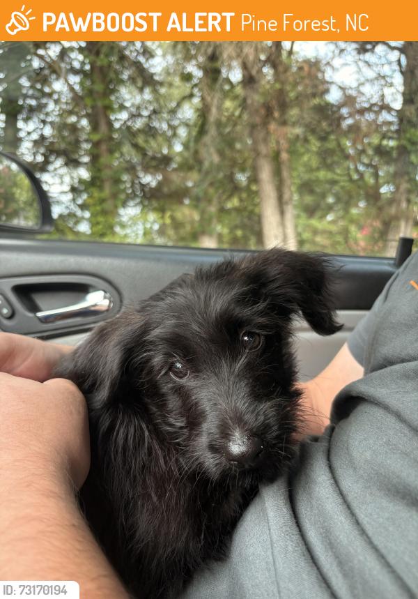 Found/Stray Female Dog last seen Ramsey st, Pine Forest, NC 28356