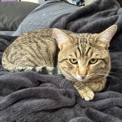 Lost Male Cat last seen Train tracks, Fountain, CO 80817