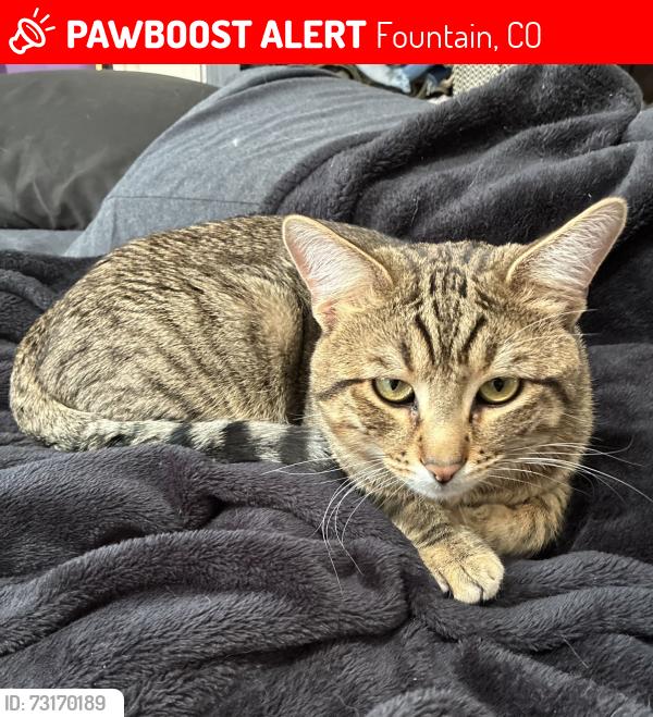 Lost Male Cat last seen Train tracks, Fountain, CO 80817