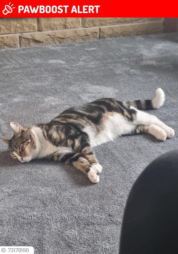 Lost Male Cat last seen Harbour Road, West Yorkshire, England 