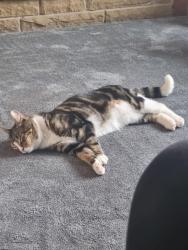 Lost Male Cat last seen Harbour Road, West Yorkshire, England 
