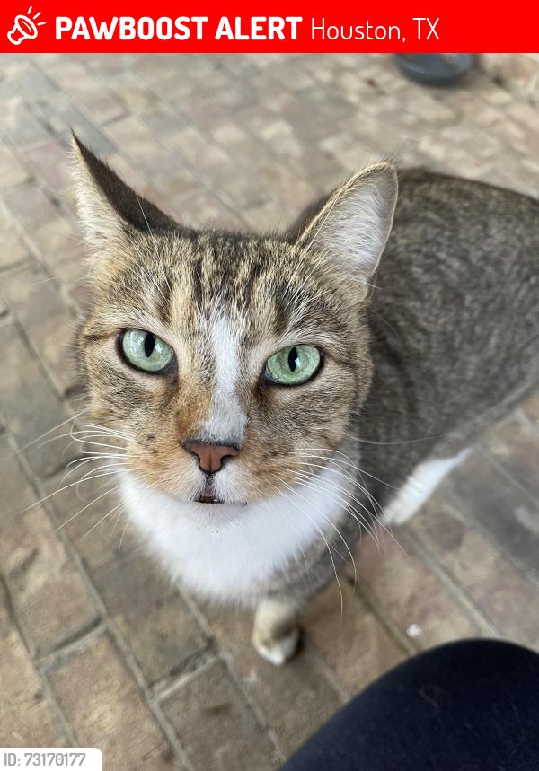 Lost Male Cat last seen Meadowchase Ct., Houston, TX 77065