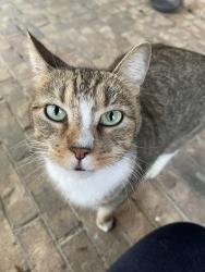 Lost Male Cat last seen Meadowchase Ct., Houston, TX 77065