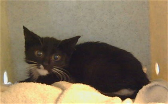 Shelter Stray Unknown Cat last seen , 216 W Victoria St, Gardena, CA 90248, USA