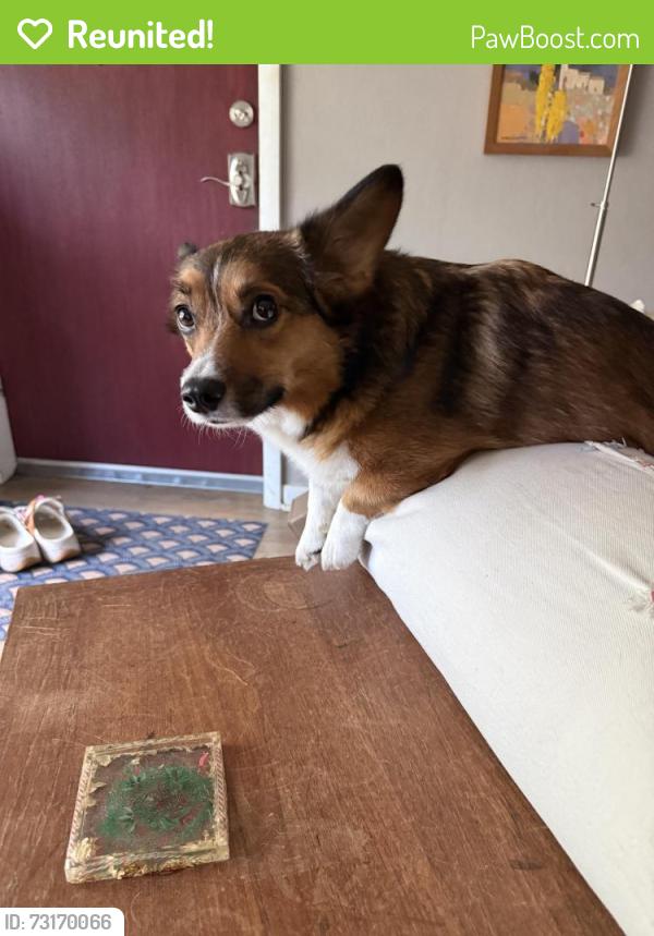 Reunited Female Dog last seen Near Everett Street Arvada, Arvada, CO 80004