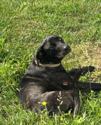Shelter Stray Male Dog last seen BAKER STREET, 1601 Airport Rd, Shelby, NC 28150, USA