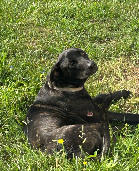 Shelter Stray Male Dog last seen BAKER STREET, 1601 Airport Rd, Shelby, NC 28150, USA