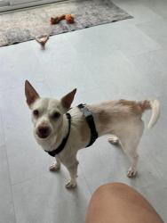 Shelter Stray Male Dog last seen GRAHAM, 221 Stone Quarry Rd, Burlington, NC 27217, USA