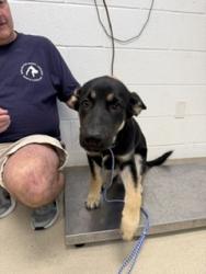 Shelter Stray Male Dog last seen ALAMANCE COUNTY, 221 Stone Quarry Rd, Burlington, NC 27217, USA