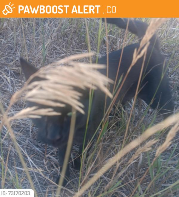 Found/Stray Male Cat last seen Highline cancel trail in the east side of where the canal goes under I25, Greenwood Village, CO 80121