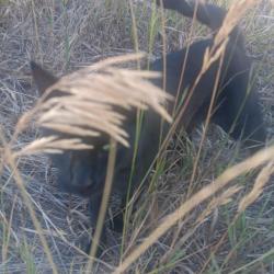 Found/Stray Male Cat last seen Highline cancel trail in the east side of where the canal goes under I25, Greenwood Village, CO 80121