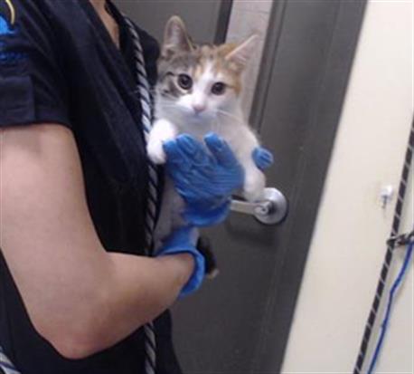 Shelter Stray Female Cat last seen Near BLOCK W BAYAUD AVE, DENVER CO 80223, 1241 W Bayaud Ave, Denver, CO 80223, USA