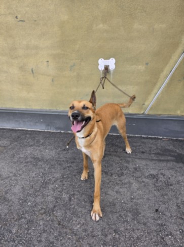 Shelter Stray Male Dog last seen , 1850 W 60th St, Los Angeles, CA 90047, USA