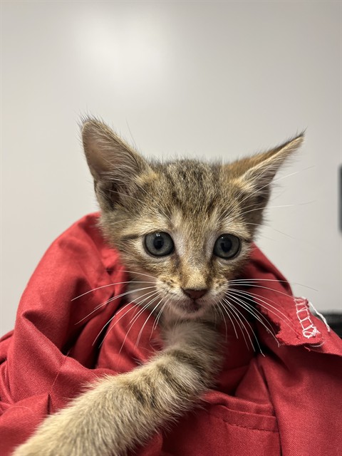Shelter Stray Male Cat last seen Near BLOCK W ATLANTIC BLVD, MARGATE FL 33063, 2400 SW 42nd St, Fort Lauderdale, FL 33312, USA