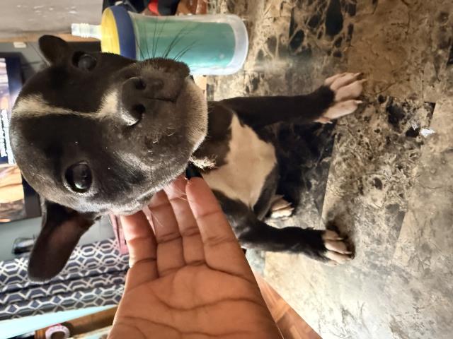 Shelter Stray Female Dog last seen Near BLOCK TOPAZ DR, PERRIS, CA, 227 N D St, Perris, CA 92570, USA