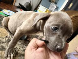 Shelter Stray Female Dog last seen Near BLOCK TOPAZ DR, PERRIS, CA, 227 N D St, Perris, CA 92570, USA