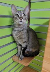 Shelter Stray Female Cat last seen OFALLON, 4850 Mid Rivers Mall Dr, St Peters, MO 63376, USA