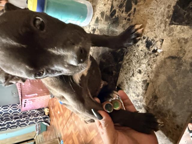 Shelter Stray Male Dog last seen Near BLOCK TOPAZ DR, PERRIS, CA, 227 N D St, Perris, CA 92570, USA