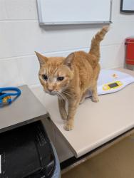 Shelter Stray Female Cat last seen OFALLON, 4850 Mid Rivers Mall Dr, St Peters, MO 63376, USA
