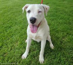 Shelter Stray Male Dog last seen COAL & 8TH, 11800 Sunset Gardens Rd SW, Albuquerque, NM 87121, USA