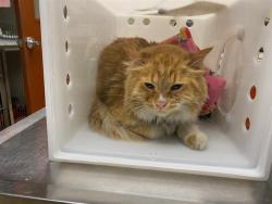 Shelter Stray Male Cat last seen Near BLOCK S 108TH ST, 3839 W Burnham St, West Milwaukee, WI 53215, USA
