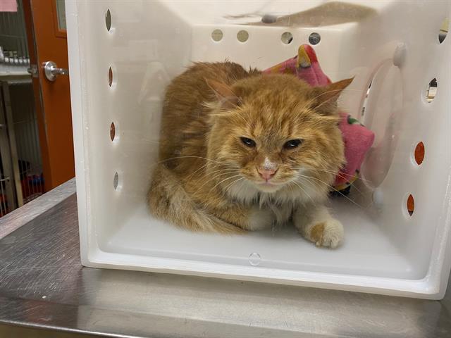 Shelter Stray Male Cat last seen Near BLOCK S 108TH ST, 3839 W Burnham St, West Milwaukee, WI 53215, USA
