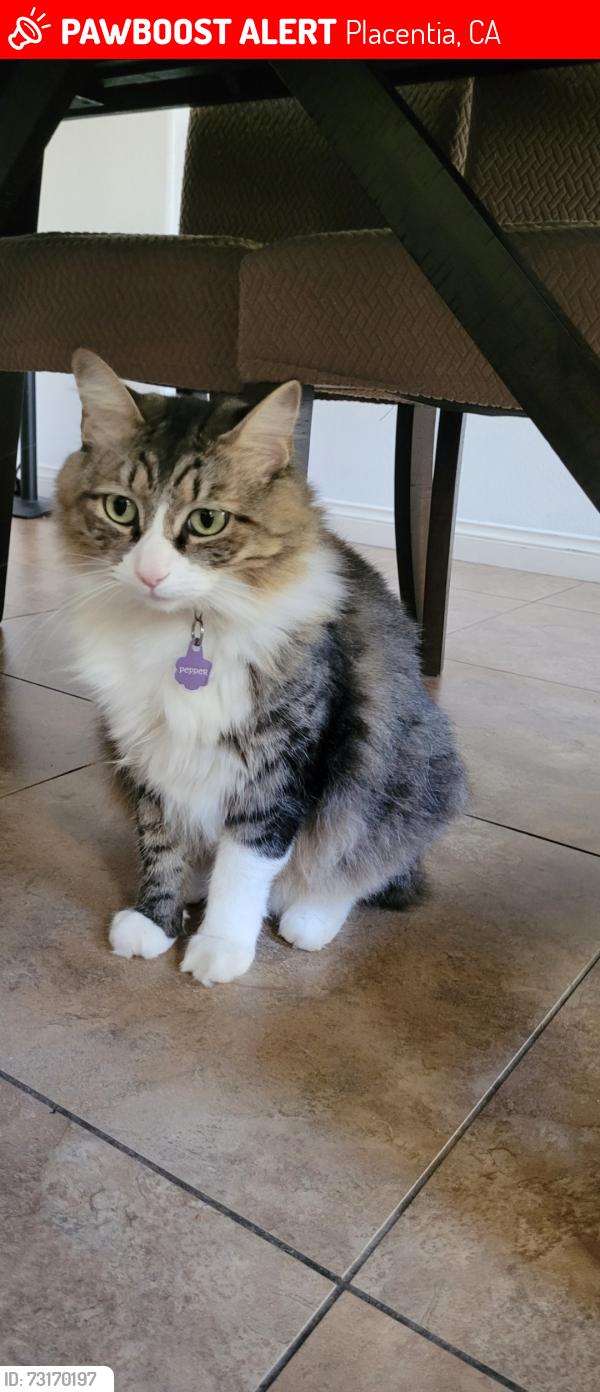 Lost Female Cat last seen Buena Vista St, Placentia, CA 92811