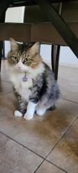 Lost Female Cat last seen Buena Vista St, Placentia, CA 92811