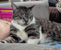 Lost Male Cat last seen Misty Meadow and Church Park, Fort Worth, TX 76133