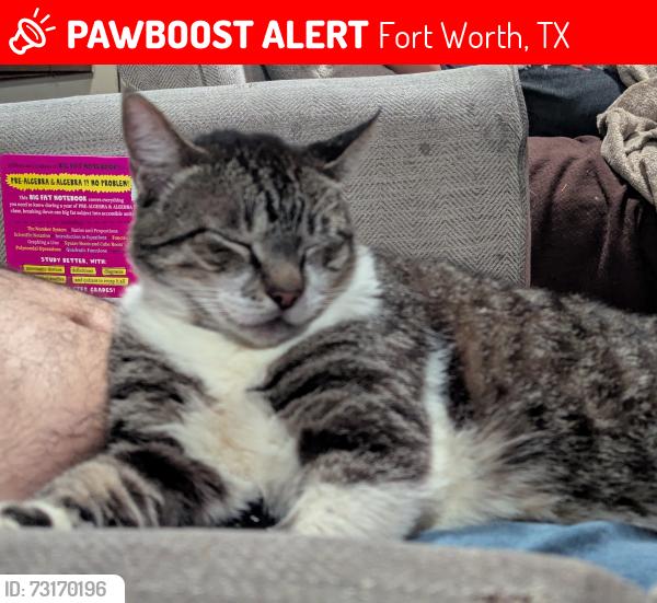 Lost Male Cat last seen Misty Meadow and Church Park, Fort Worth, TX 76133
