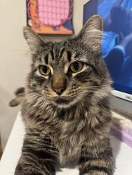 Lost Male Cat last seen Quan Am Monastery, San Diego, CA 92115