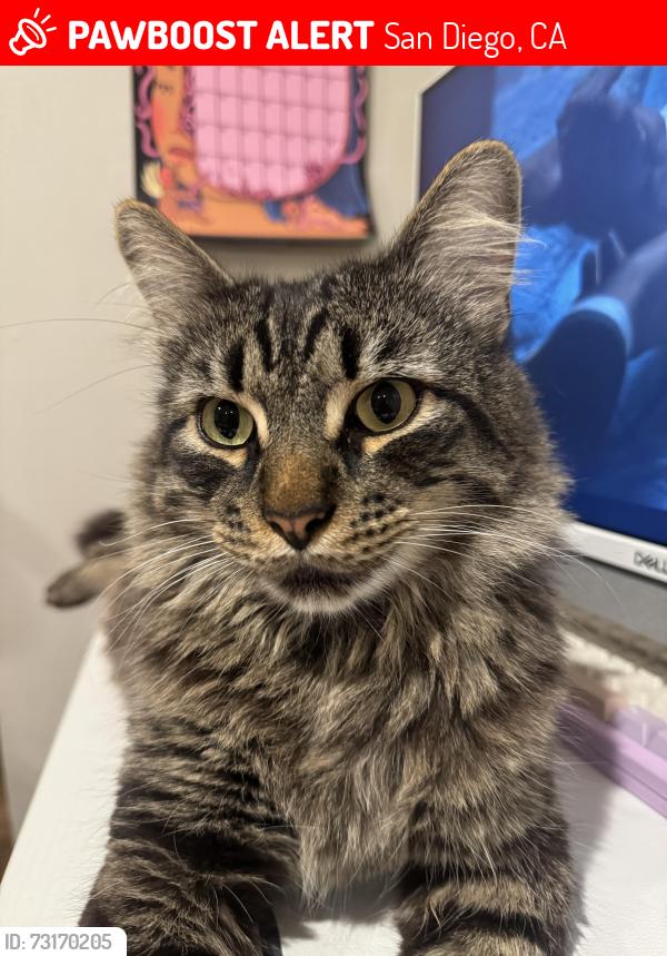 Lost Male Cat last seen Quan Am Monastery, San Diego, CA 92115