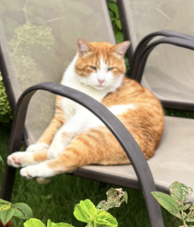 Reunited Male Cat last seen RUE DENAULT KIRKLAND, Kirkland, QC 