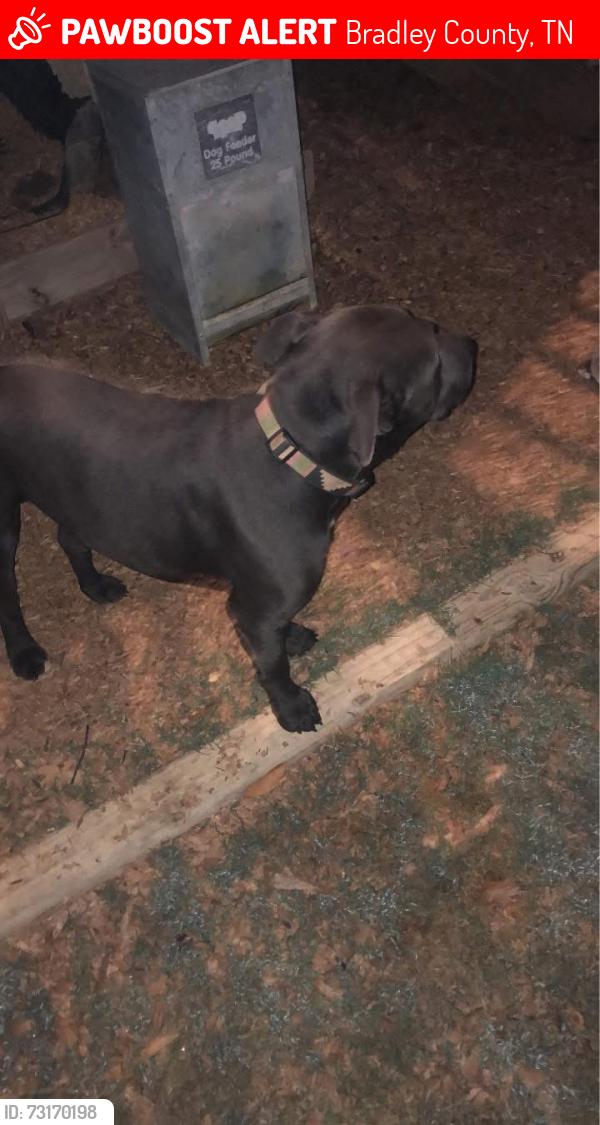 Lost Male Dog last seen Old Kinser circle se, Bradley County, TN 37323