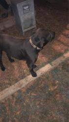 Lost Male Dog last seen Old Kinser circle se, Bradley County, TN 37323